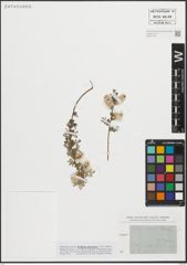 Foto von Salix repens L.